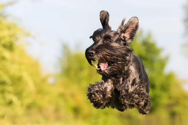 Flying black standard schnauzer dog — Stock Photo, Image