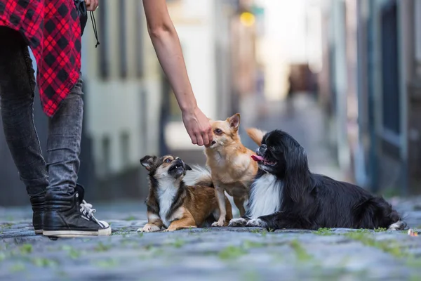 bir Arnavut kaldırımlı yolda üç küçük köpeklerle kadın