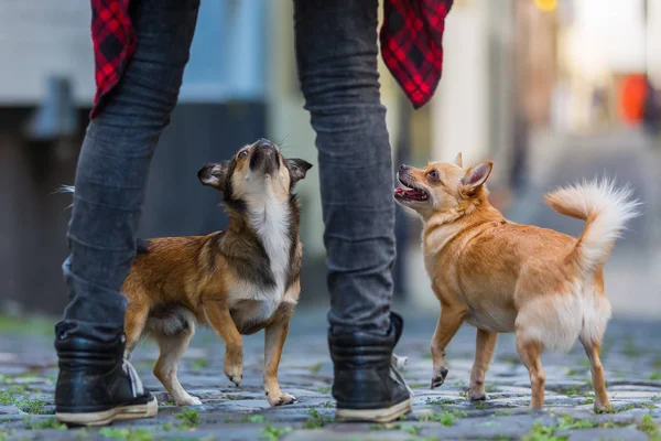 Dois cachorros pequenos bonitos em uma estrada de paralelepípedos — Fotografia de Stock