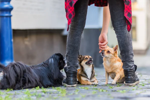 Three cute small dogs on a cobblestone road — Stock Photo, Image