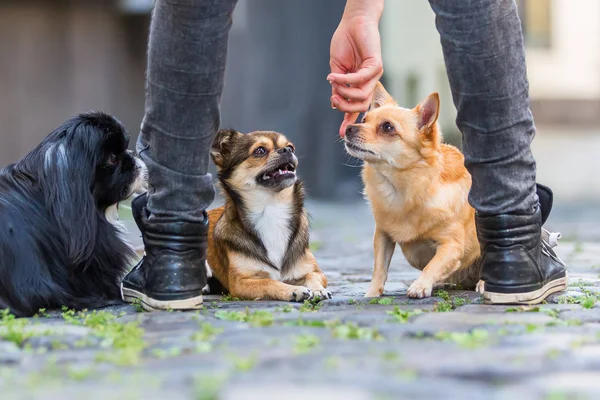 Tři roztomilé malé psy na dlážděné silnici — Stock fotografie