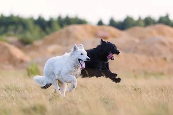 白色德国牧羊犬和杂交狗在草地上跑步 — 图库照片