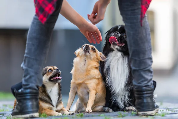Three cute small dogs on a cobblestone road — Stock Photo, Image