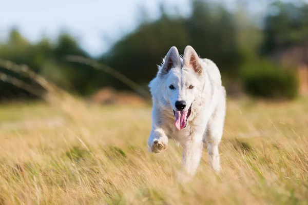 White German Shepherd running on the meadow — Stock Photo, Image