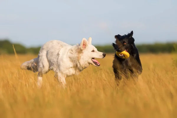 Biały Owczarek niemiecki, grając z czarny pies na zewnątrz — Zdjęcie stockowe