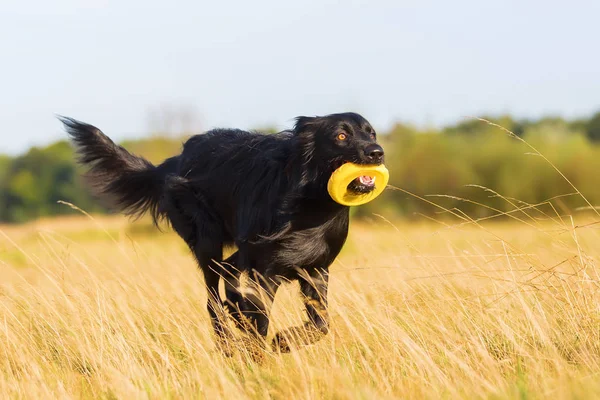 Harzer Fuchs - Australian Shepherd hybrid — Φωτογραφία Αρχείου