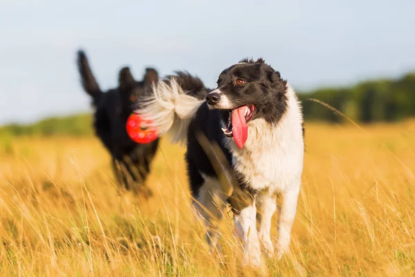 Zwei Hunde spielen auf der Wiese — Stockfoto