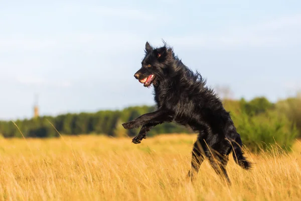 Hybrydowy Harzer Fuchs-Australian Shepherd, skoki na łące — Zdjęcie stockowe