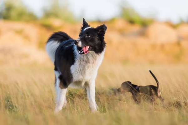 Bordercollie i en sommaräng — Stockfoto