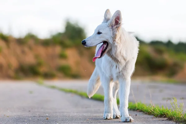 White German Shepherd dog outdoors — Stock Photo, Image