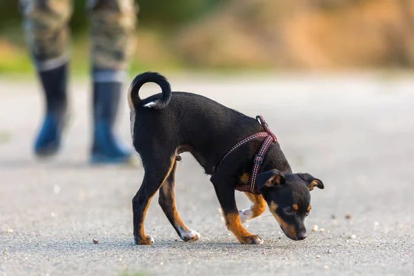 Pinscher hybrid valp sleuths på asfalt — Stockfoto