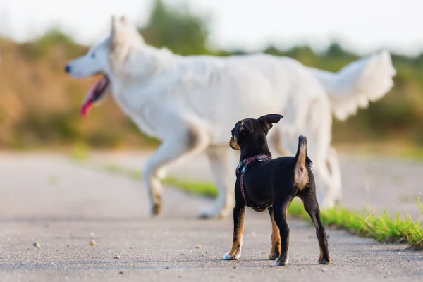 Pinscher cucciolo ibrido e un pastore tedesco bianco sullo sfondo — Foto Stock