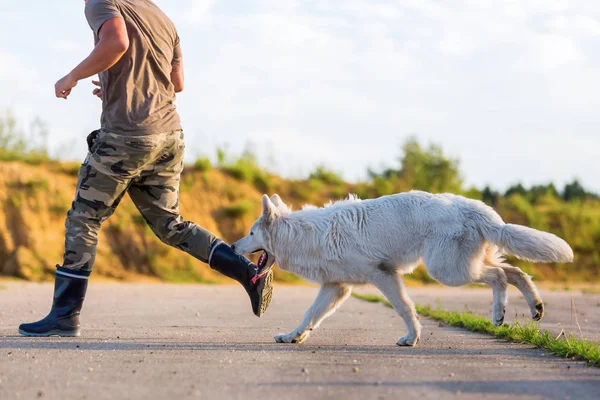 adam beyaz Alman kurdu ile çalış