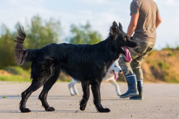 Man spelar med en svart hybrid hund och en vit Schäfer — Stockfoto