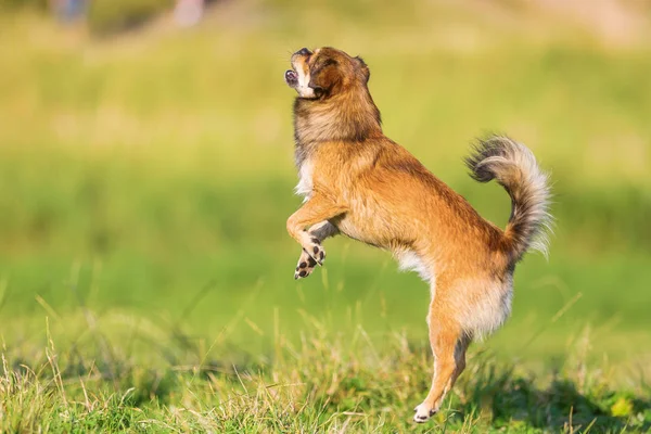 Chien pekinese-chihuahua saute sur une prairie — Photo
