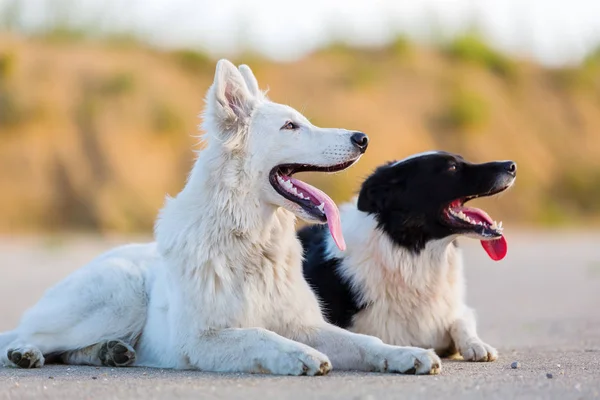 Portræt af en border collie og en hvid tysk hyrde - Stock-foto