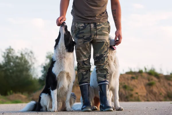 adam bir kenar kömür ocağı ve beyaz Alman kurdu ile çalış