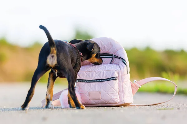 Pinscher cucciolo ibrido guardando borsa di una donna — Foto Stock