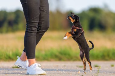 açık havada bir pinscher hibrid köpekle oynayan kadın