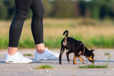açık havada pinscher melez köpek kadınla