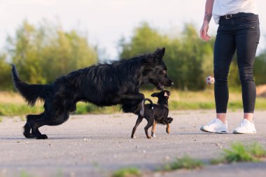 iki siyah köpek ile kadın çalış