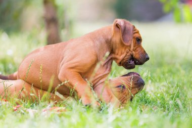 açık havada iki Rodezya Ridgeback kukla haşarılık Çubuklu