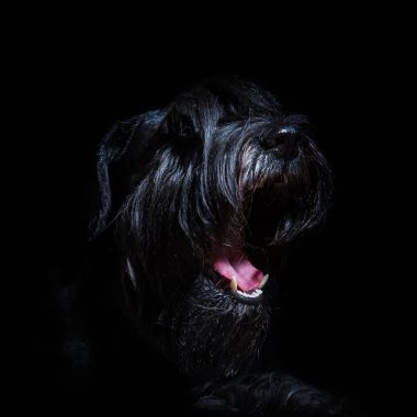 siyah arka plan siyah standart schnauzer portresi