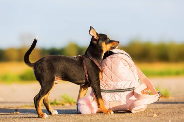 Pinscher melez köpek yavrusu, bir kadının el çantası