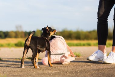 Pinscher melez bir kadının el çantası
