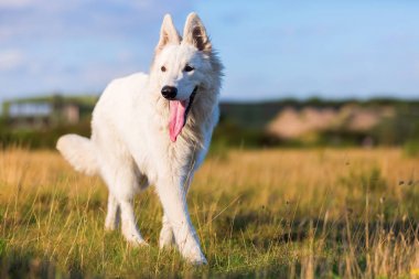 Beyaz Alman kurdu portresi