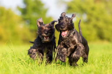 çayır üzerinde çalışan iki standart schnauzer