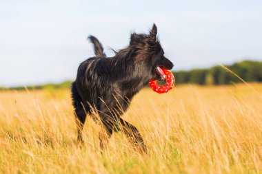 köpek ile bir çörek oyuncak burun içinde