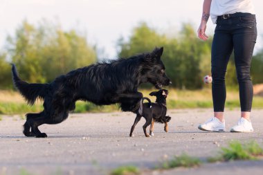 iki siyah köpek ile kadın çalış