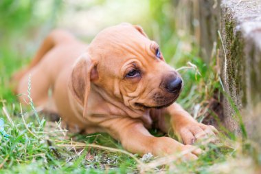 Rodezya Ridgeback köpek yavrusu portresi