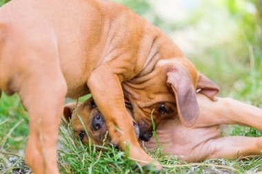 açık havada iki Rodezya Ridgeback kukla haşarılık Çubuklu