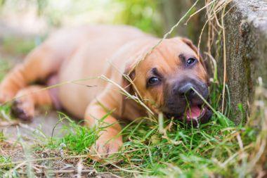 Rodezya Ridgeback köpek yavrusu portresi