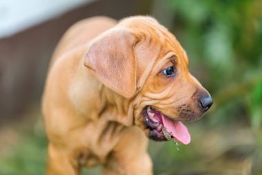Rodezya Ridgeback köpek yavrusu portresi