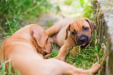 açık havada iki Rodezya Ridgeback kukla haşarılık Çubuklu