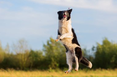 kenar kömür ocağı atılmış bir tedavi için atlar