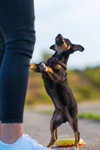 Pinscher hibrida anjing melompat di kaki seorang wanita — Stok Foto