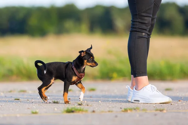 Mujer con un pinscher híbrido cachorro al aire libre — Foto de Stock