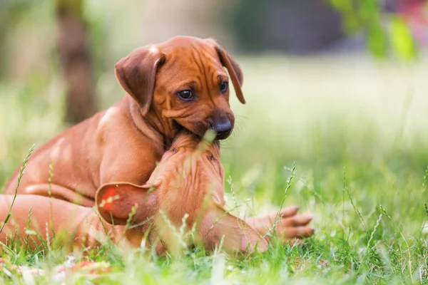 Twee Rhodesian Ridgeback puppies buitelen buitenshuis — Stockfoto