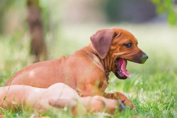 Dois Rhodesian Ridgeback cachorros brincam ao ar livre — Fotografia de Stock