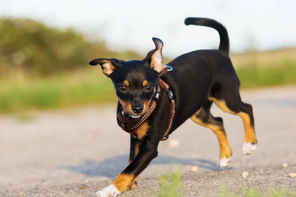 Pinscher hybrid hund kör utomhus — Stockfoto