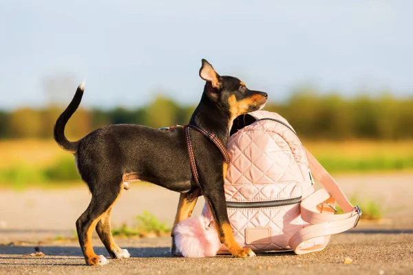 Filhote de cachorro híbrido pinscher na bolsa de uma mulher — Fotografia de Stock