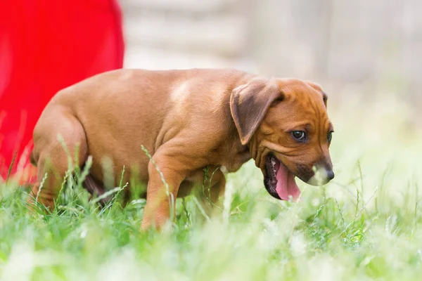 Retrato de um cachorro Rhodesian Ridgeback — Fotografia de Stock