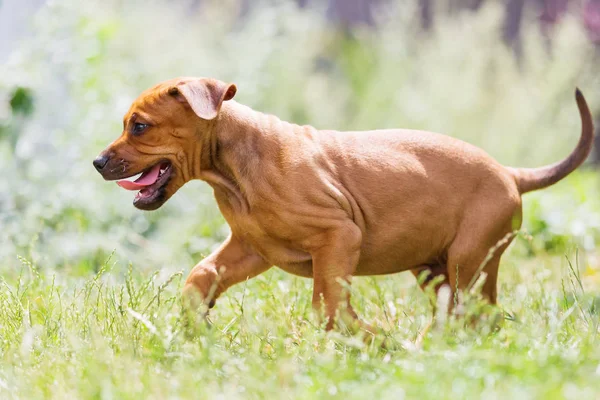 Rhodesian Ridgeback kölyök séta a réten — Stock Fotó