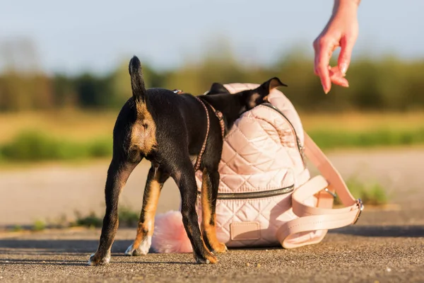 Pinscher híbrido cachorro en el bolso de una mujer — Foto de Stock