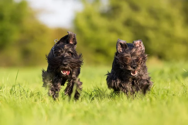 Dos schnauzer estándar corriendo en el prado —  Fotos de Stock