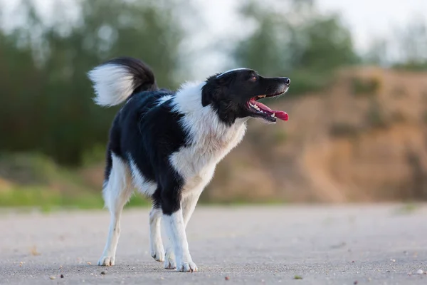 Borde collie stands del asfalto — Foto de Stock